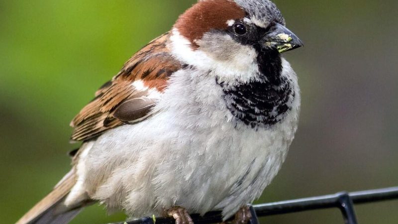Understanding Bird Diet | What Food Sources Are Safe?